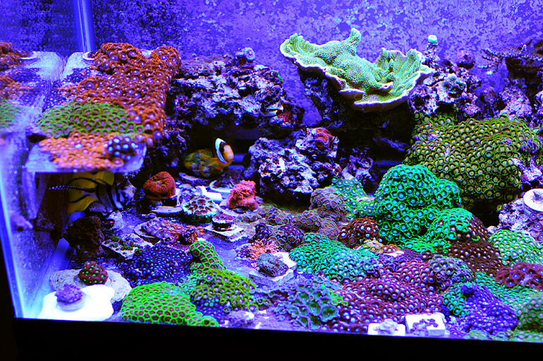 rays_zoas.jpg
