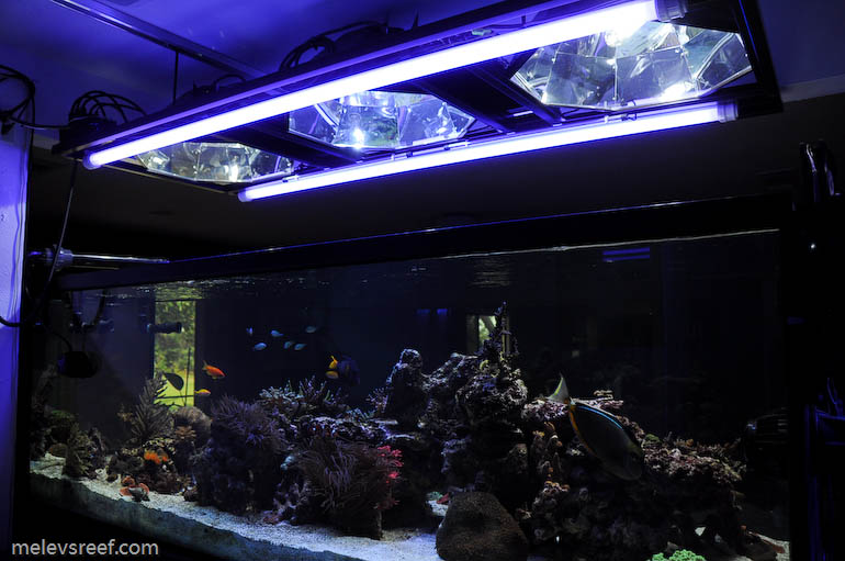 best metal halide bulb for reef tank