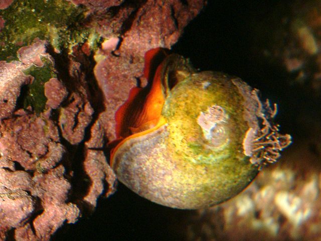 Red Footed Snails - Reef Central Online Community Archives