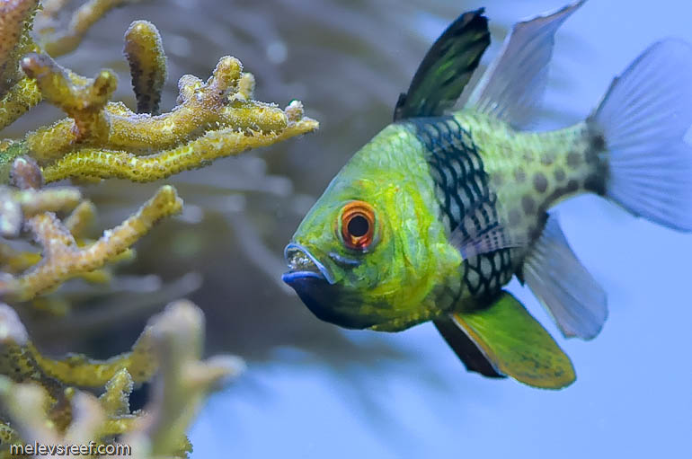 Pajama cardinalfish with eggs in mouth