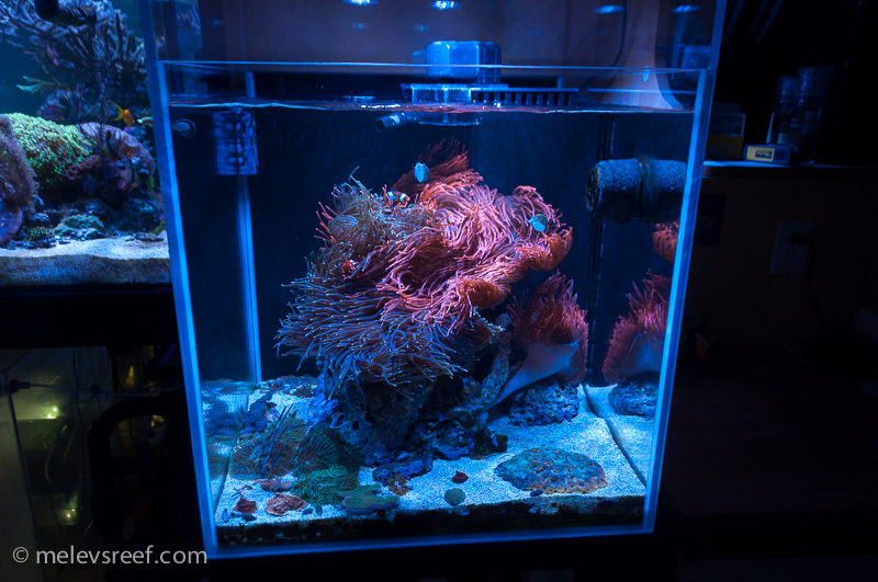 60g Anemone Cube