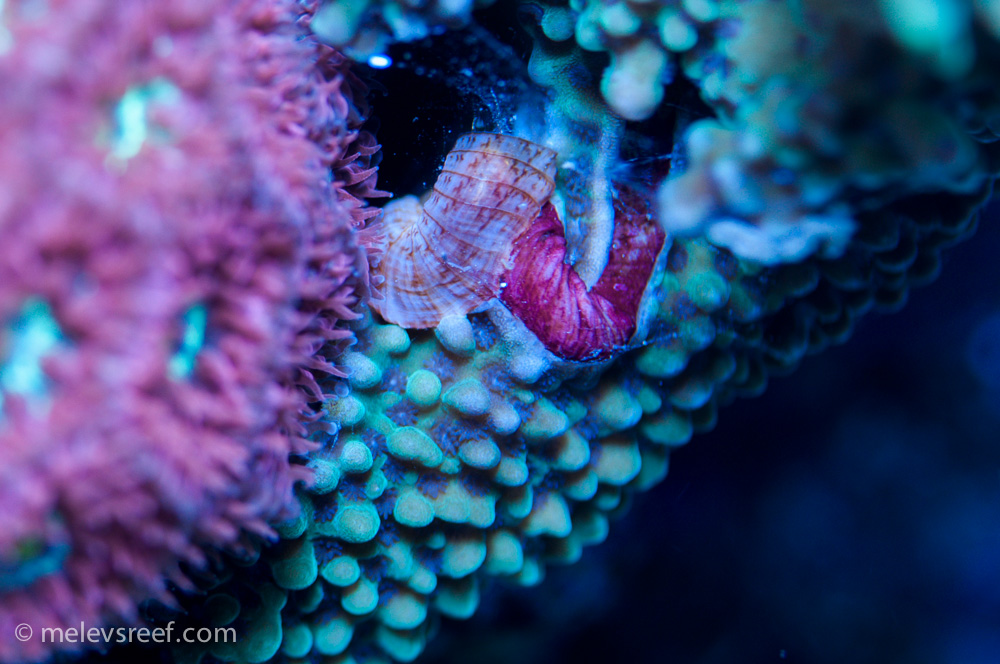 Vermetid Worm Melev S Reef