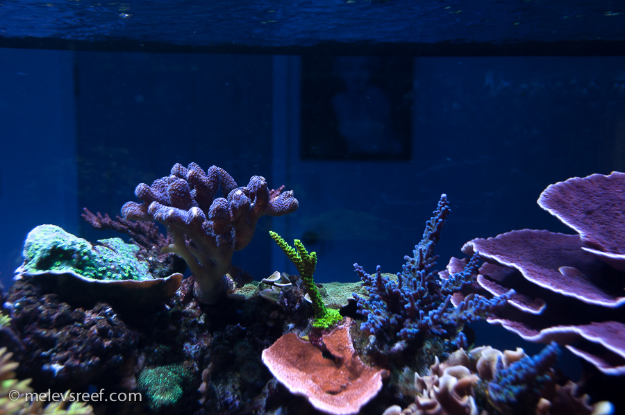 A sneaky alkalinity swing Melev s Reef