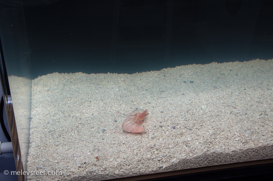 Cycling a shrimp clearance tank