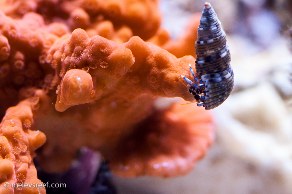 Blue Leg Hermit on a Montipora setosa coral