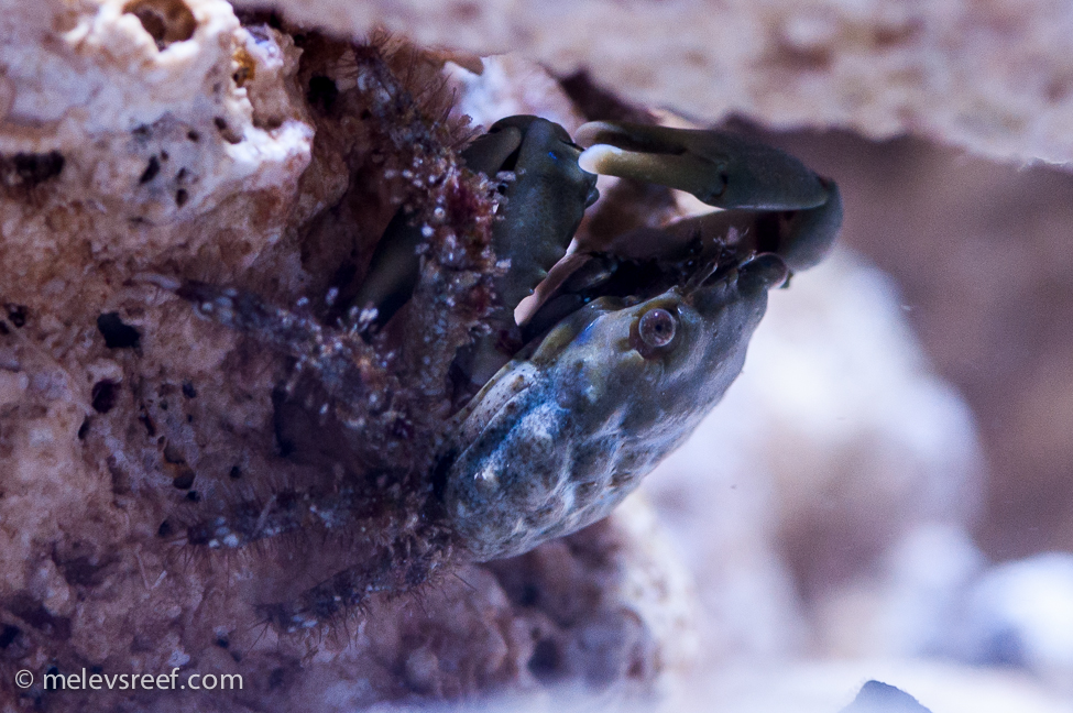 Emerald crab