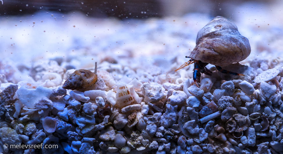 Nassarius snail on the left, blue leg hermit on the right
