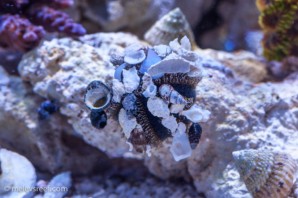 Tuxedo urchin