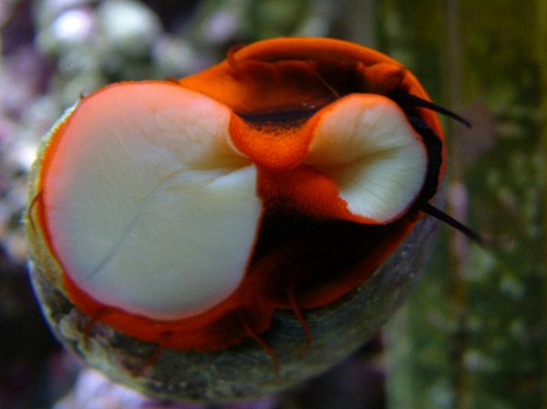 Red Footed Snails - Reef Central Online Community Archives