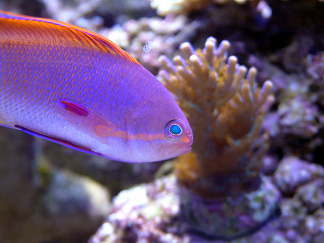 Yay! My new anthias order arrived!! - Reef Central Online Community