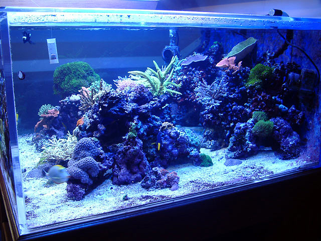 Phil's tank - Reef Central Online Community