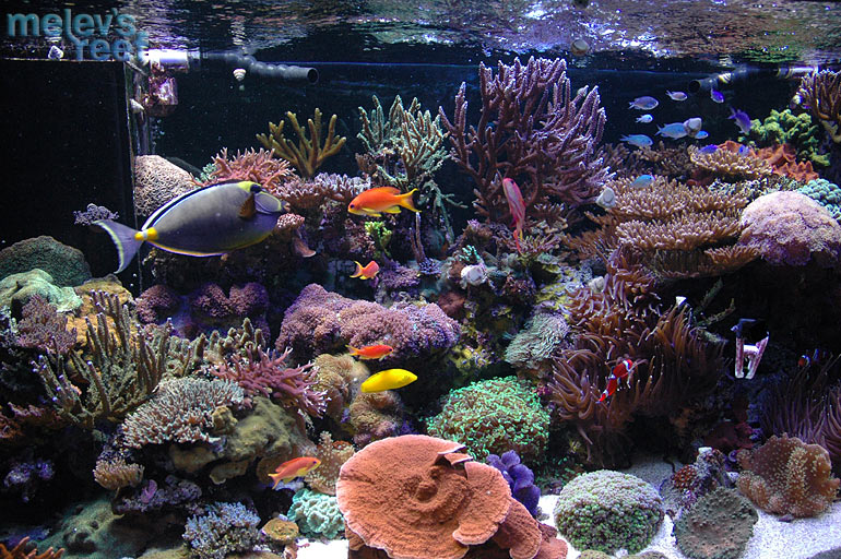New arrivals - Reef Central Online Community