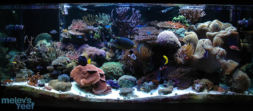 Montipora Cap placement in my tank - Reef Central Online Community