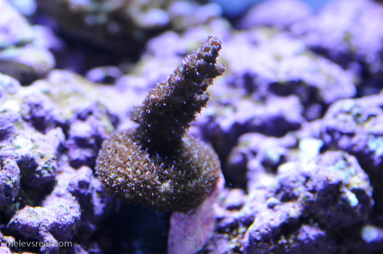 Wednesday pictures - Blogs - Reef Addicts