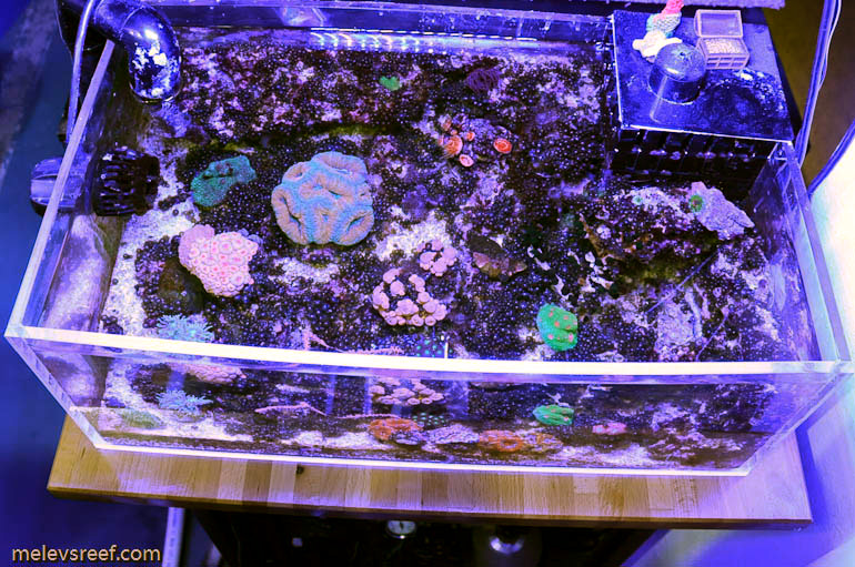 Life! Pictures of some of my corals - Blogs - Reef Addicts
