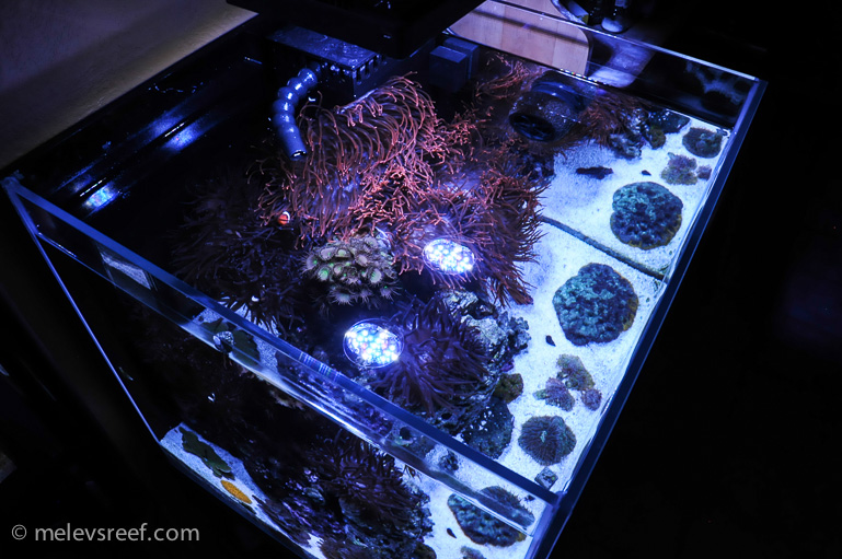 A few pictures of my 400g reef | Page 42 | REEF2REEF Saltwater and Reef ...