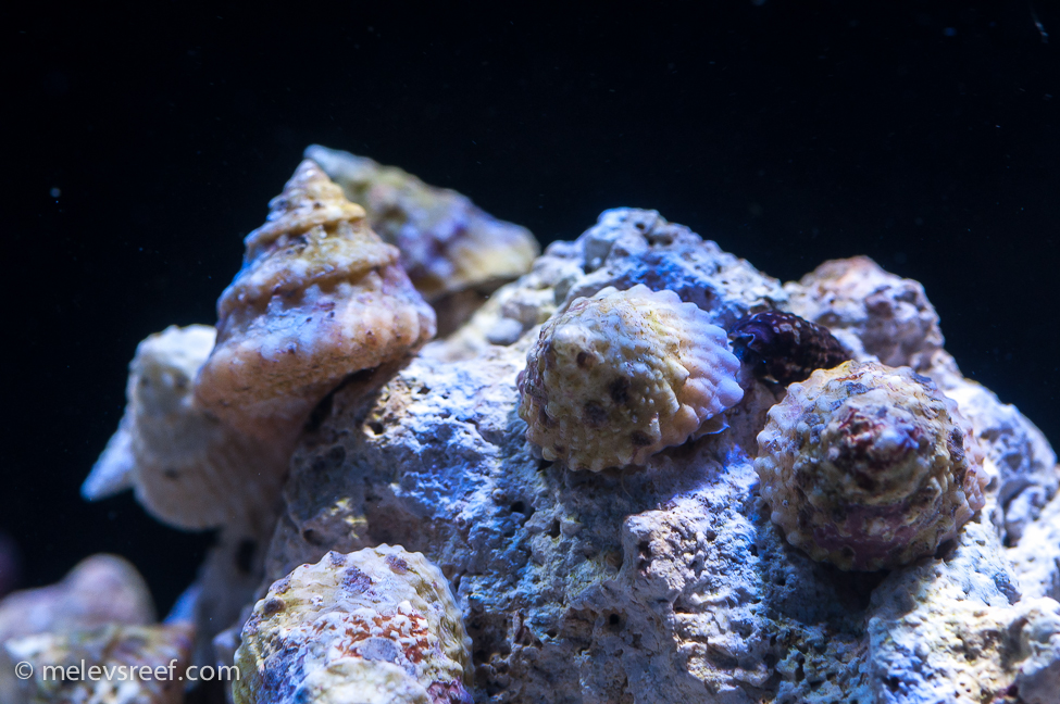 Clean Up Crew Reinforcement: 50 Blue Leg Hermit Crabs + 25 Astrea Snails Pack