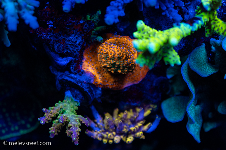 Colorful SPS frags growing out
