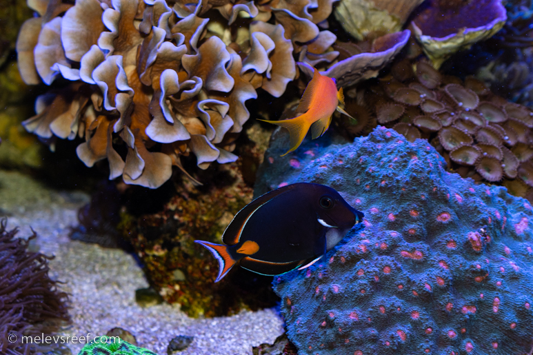 Achilles tang, added just before the anniversary