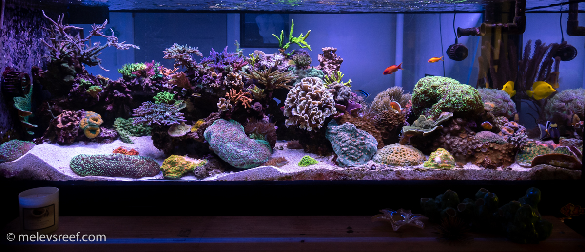 400 gallon mixed reef