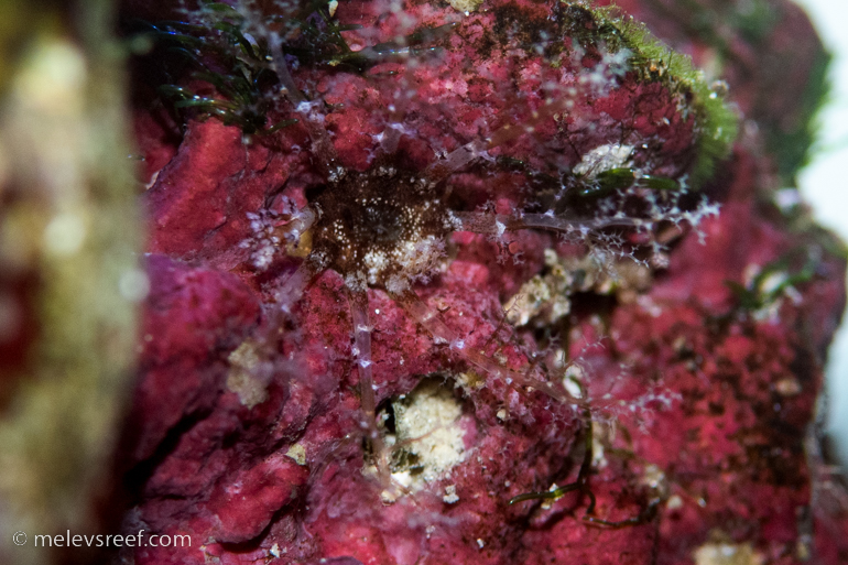 Hidden Sea Cucumber