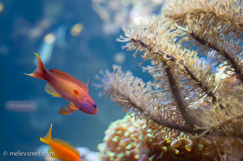 male-anthias