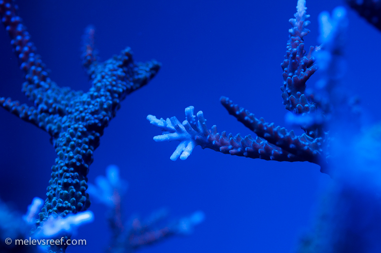 acropora tip