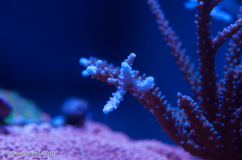 acropora tips