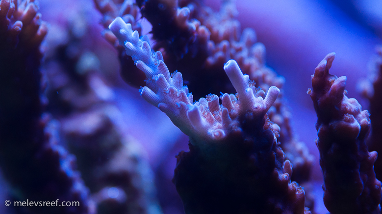 New growth after five weeks under Sky lights | Melev's Reef