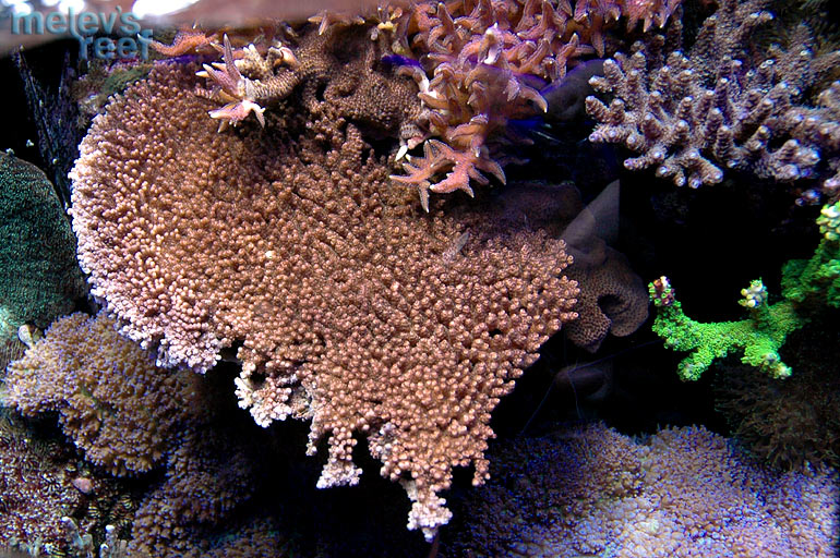 Pink tabling Acropora sp