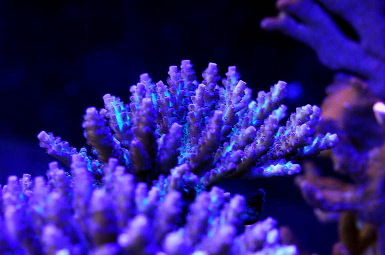 "Crayola" - Acropora plana