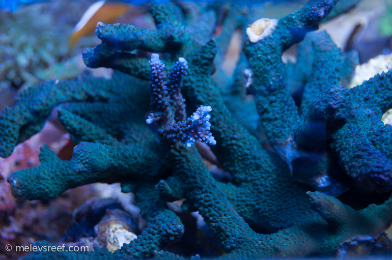 Shadowcaster acropora