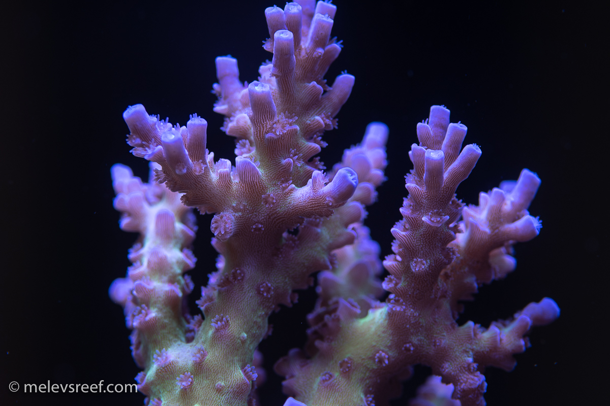 Sin City acropora - from Ryan's reef