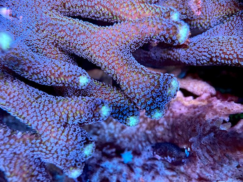 Milka coral