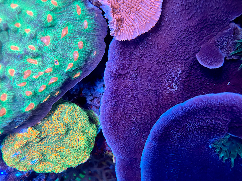 A few corals merging