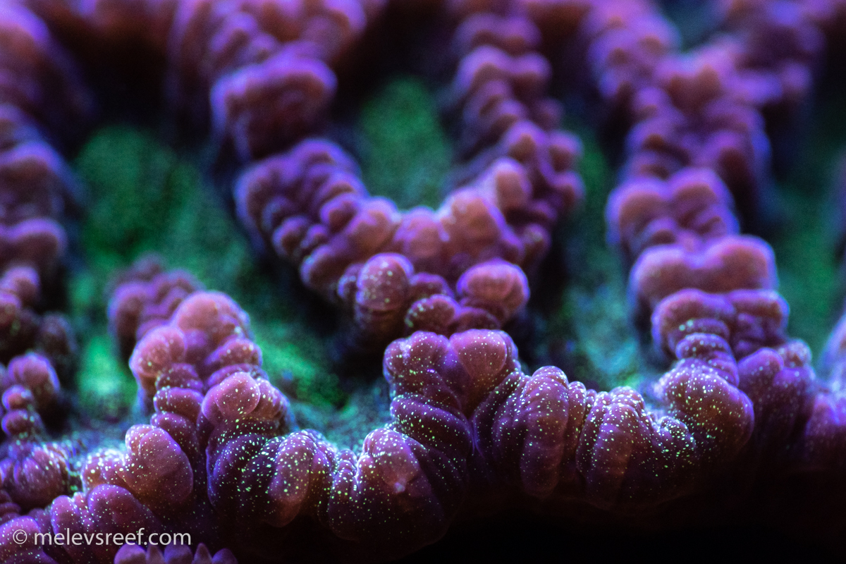 Close up of a maze coral