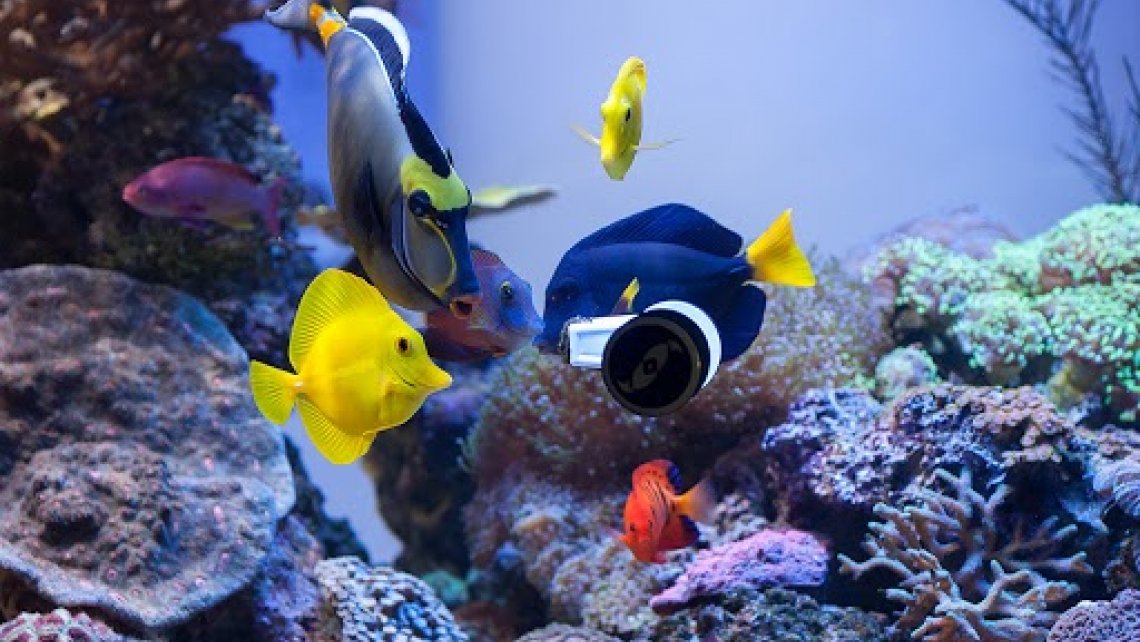 best food for saltwater aquarium