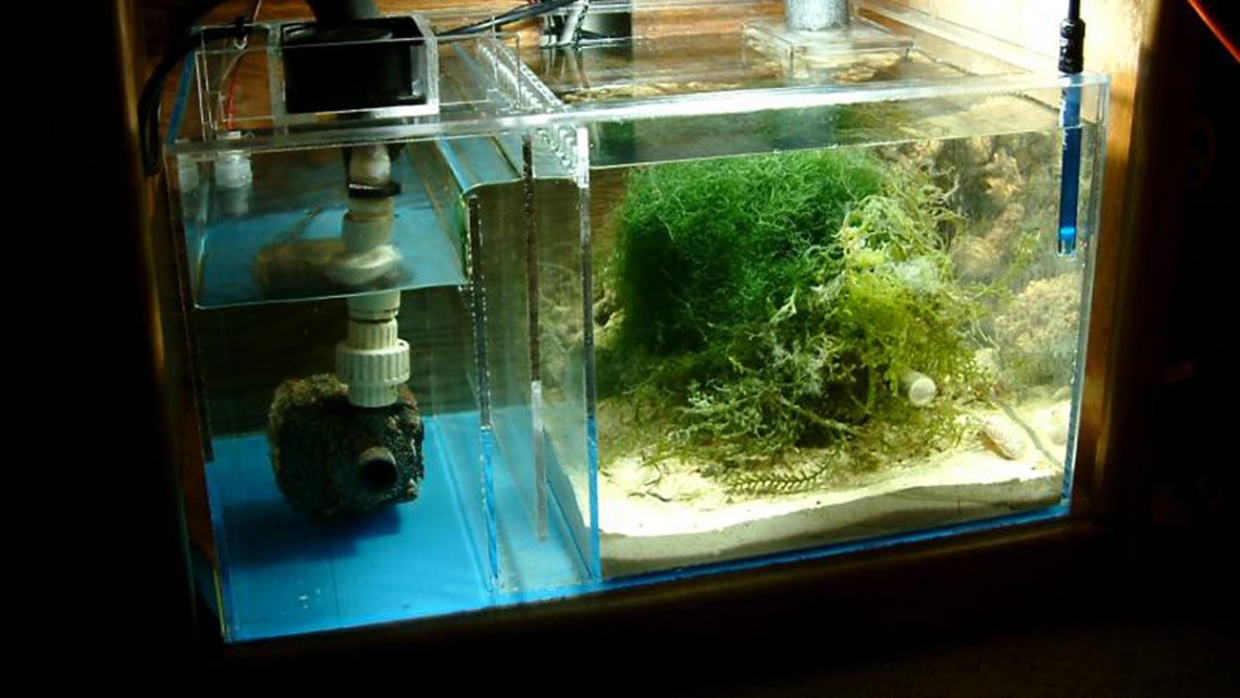 aquarium sump light