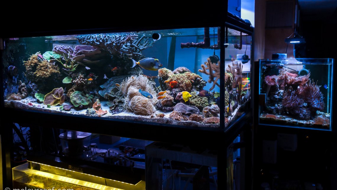 400 gallon aquarium best sale