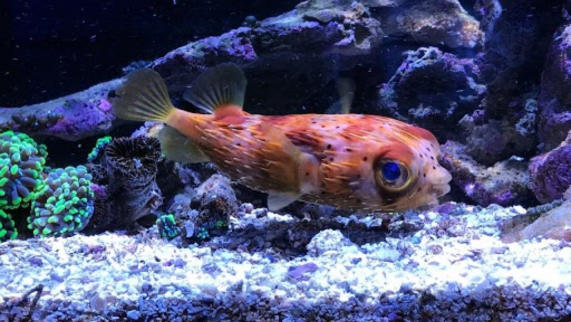 puffer-hdr