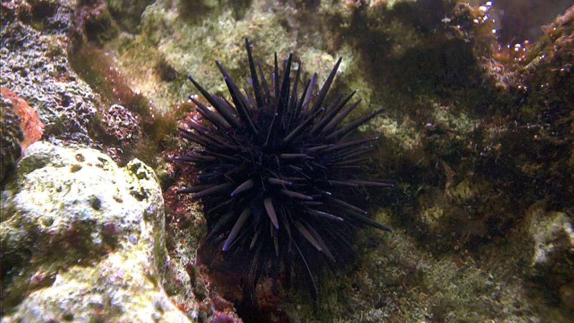 urchin-1200