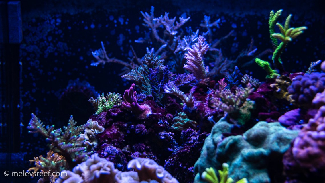 View of a section of the reef