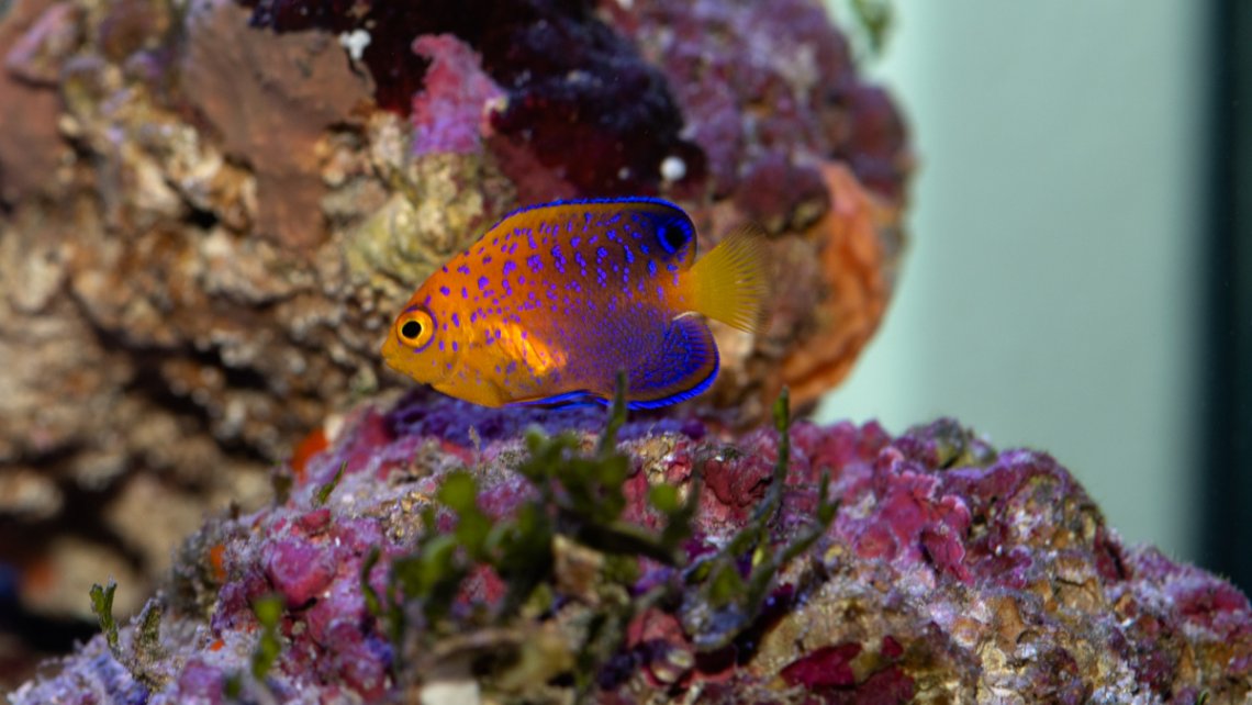 Japanese Pygmy Angelfish Melev s Reef