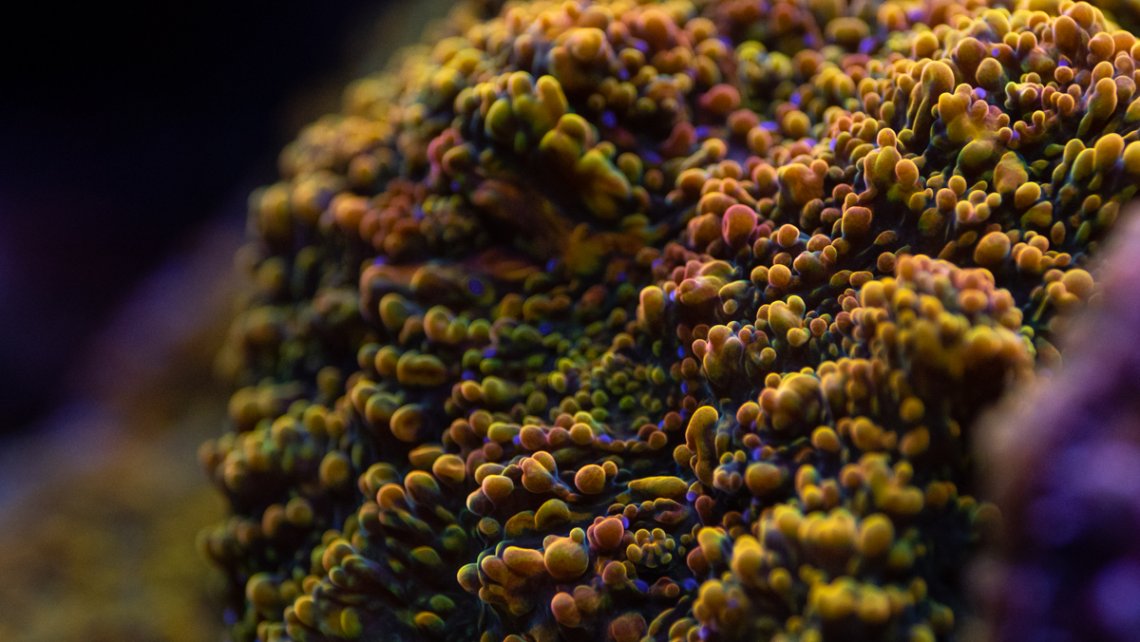 Chalice coral