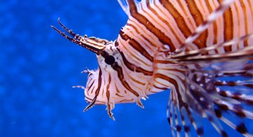 lionfish-o