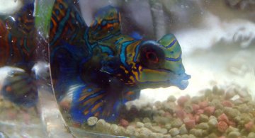 mandarin_pellets-iloveimg-resized