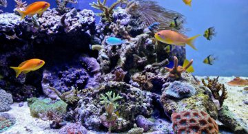 reef_shot-iloveimg-resized
