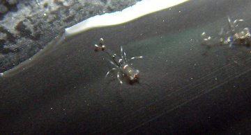shrimp_macro-iloveimg-resized