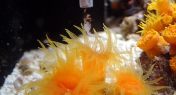 suncoral_feeding3-iloveimg-resized