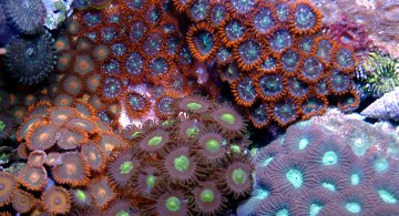 zoas-patch